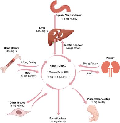 Pathophysiological aspects of transferrin-A potential nano-based drug delivery signaling molecule in therapeutic target for varied diseases